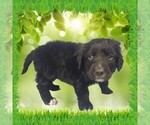 Small #2 Golden Mountain Dog