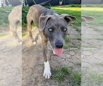 Small #8 American Pit Bull Terrier-Chihuahua Mix