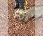 Small American Bulldog-Staffordshire Bull Terrier Mix