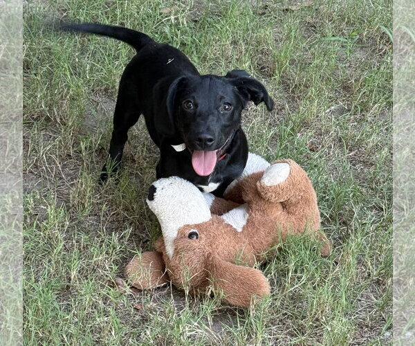 Medium Photo #1 Dachshund-Unknown Mix Puppy For Sale in Rockaway, NJ, USA