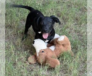 Dachshund-Unknown Mix Dogs for adoption in Rockaway, NJ, USA
