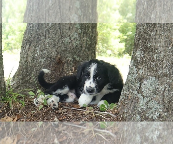 Medium Photo #15 Aussiedoodle Puppy For Sale in CONWAY, SC, USA