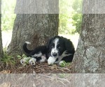 Small #14 Aussiedoodle