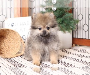 Pomeranian Puppy for sale in NAPLES, FL, USA