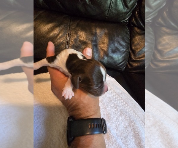 Medium Photo #11 Brittany Puppy For Sale in FORT COLLINS, CO, USA