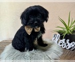 Small #3 YorkiePoo