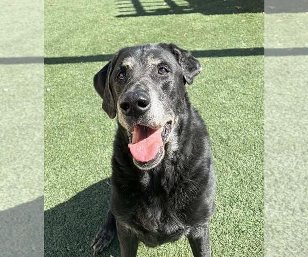 Medium Photo #2 Labrador Retriever-Unknown Mix Puppy For Sale in Rockwall, TX, USA