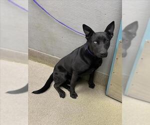 Labrador Retriever-Unknown Mix Dogs for adoption in Las Vegas, NV, USA