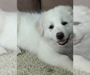 Great Pyrenees Puppy for sale in PECULIAR, MO, USA