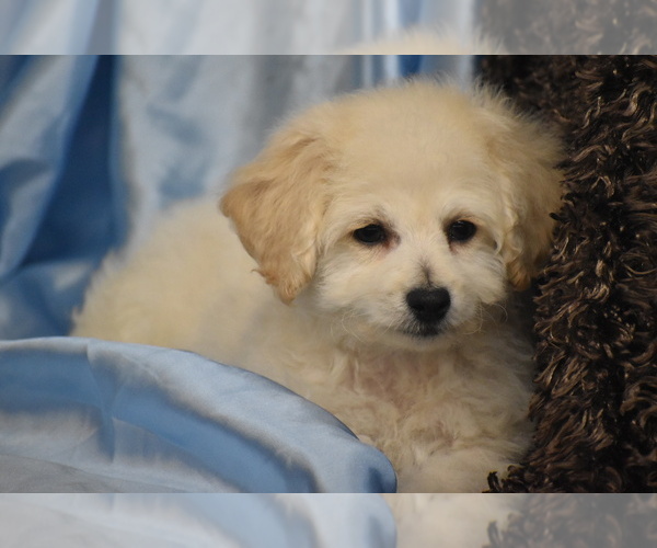 Medium Photo #1 Bichpoo Puppy For Sale in ELDORADO, OH, USA