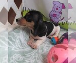 Small #5 Dachshund