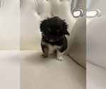 Puppy 2 Pekingese