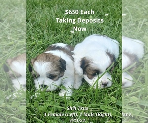 Cavapoo Puppy for Sale in TOPEKA, Indiana USA