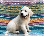 Small Photo #4 English Cream Golden Retriever Puppy For Sale in LANCASTER, PA, USA