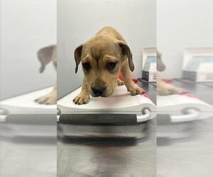 Mastiff-Unknown Mix Dogs for adoption in Corpus Christi, TX, USA