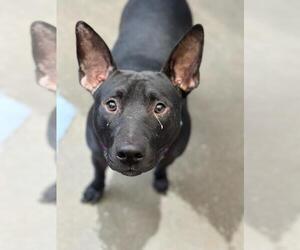 Mutt Dogs for adoption in Santa Maria, CA, USA