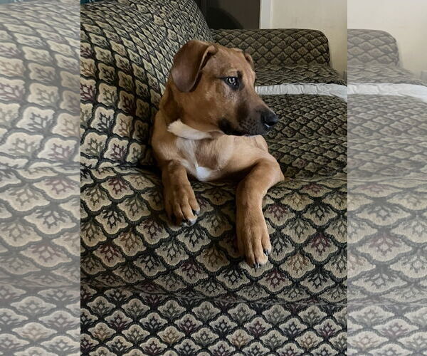 Medium Photo #17 Mutt Puppy For Sale in Germantown, OH, USA