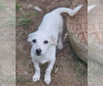 Small #12 Chiweenie