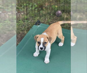 Plott Hound-Unknown Mix Dogs for adoption in Wyoming, MI, USA