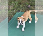 Small Plott Hound Mix