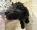 Small Goldendoodle