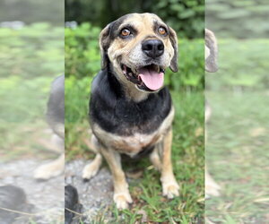 Mutt Dogs for adoption in Clarkesville, GA, USA