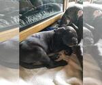 Small Photo #1 Great Dane Puppy For Sale in GARVIN, MN, USA