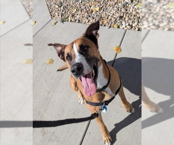 Medium Photo #1 Boxador Puppy For Sale in Fort Collins, CO, USA