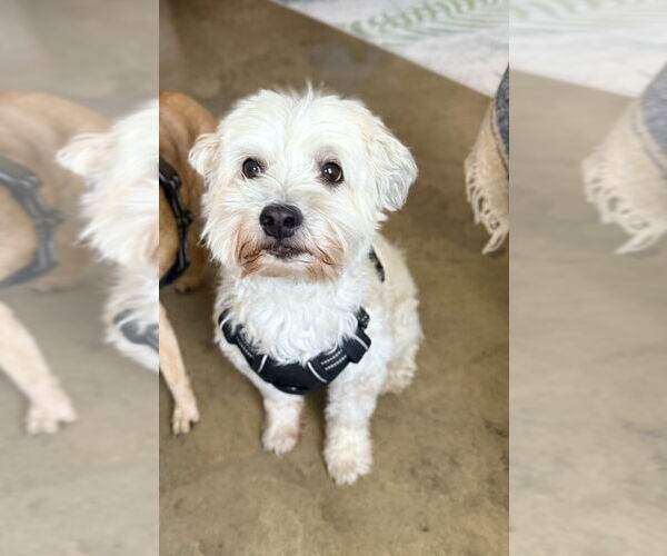 Medium Photo #3 Maltipoo Puppy For Sale in St. Augustine, FL, USA