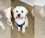 Small #2 Maltipoo