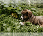 Puppy 7 Bernese Mountain Dog-Caucasian Shepherd Dog Mix