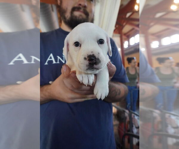 Medium Photo #2 American Pit Bull Terrier-American Staffordshire Terrier Mix Puppy For Sale in Chester, VA, USA