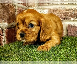 Cavalier King Charles Spaniel Puppy for sale in MOBERLY, MO, USA