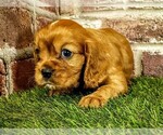 Image preview for Ad Listing. Nickname: Rocco