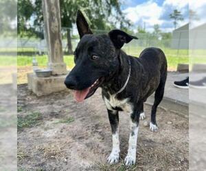 American Pit Bull Terrier-Unknown Mix Dogs for adoption in Conroe, TX, USA