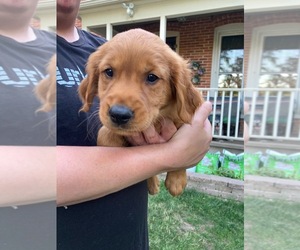 Golden Retriever Puppy for Sale in BELVIDERE, Illinois USA