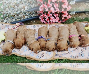 Cavalier King Charles Spaniel Puppy for sale in MARCELLUS, MI, USA