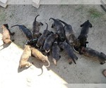 Small Photo #3 Belgian Malinois-Dutch Shepherd Dog Mix Puppy For Sale in CALHAN, CO, USA
