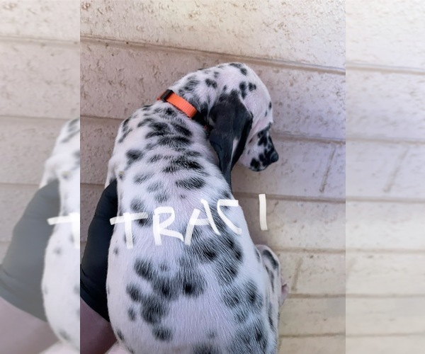 Medium Photo #8 Dalmatian Puppy For Sale in GLENDALE, AZ, USA