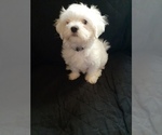 Puppy GUNNER Maltese