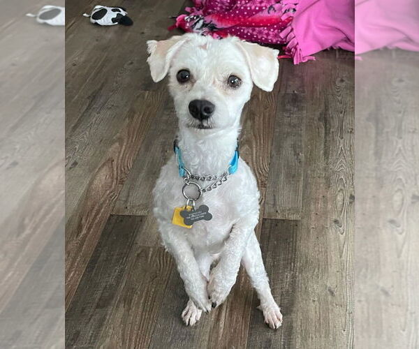 Medium Photo #1 Maltese-Unknown Mix Puppy For Sale in Andover, MN, USA