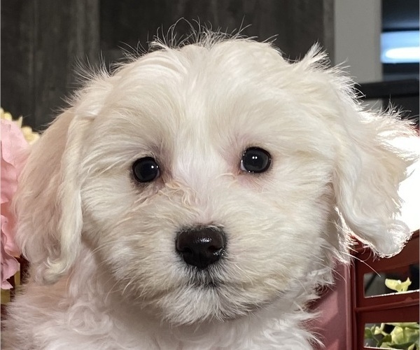 Medium Photo #3 Biton Puppy For Sale in CANOGA, NY, USA