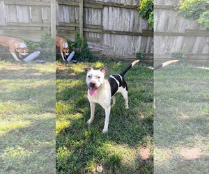 American Pit Bull Terrier-Unknown Mix Dogs for adoption in Jackson, MS, USA