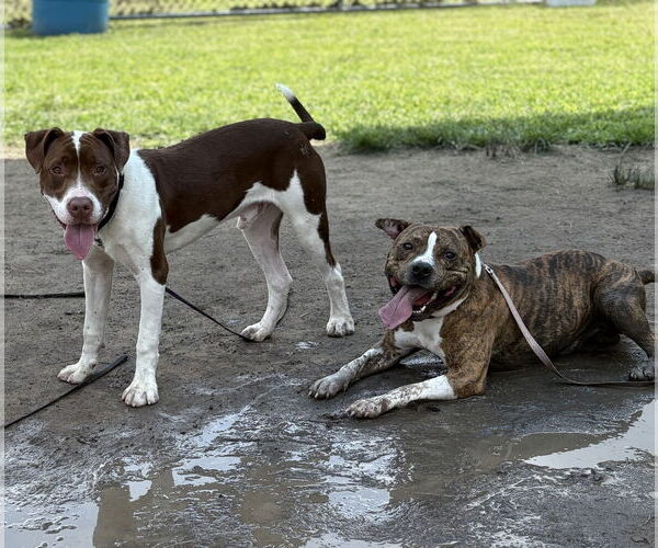 Medium Photo #4 Mutt Puppy For Sale in Virginia Beach, VA, USA