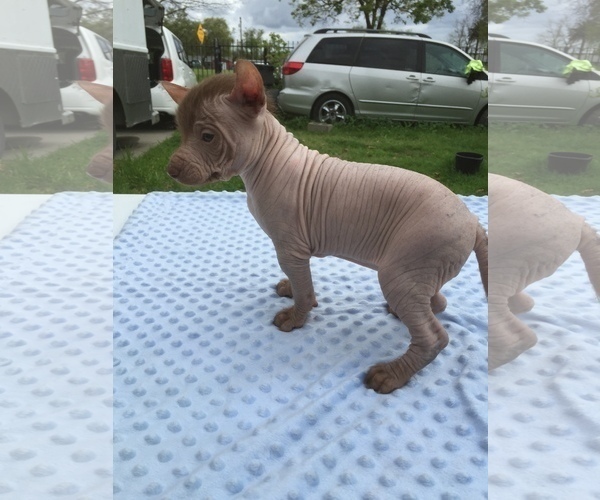 Medium Photo #6 Xoloitzcuintli (Mexican Hairless) Puppy For Sale in SACRAMENTO, CA, USA