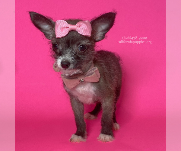 Medium Photo #2 Chihuahua Puppy For Sale in BREA, CA, USA
