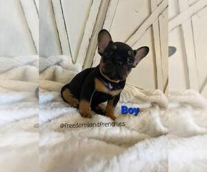 French Bulldog Puppy for Sale in LOS LUNAS, New Mexico USA