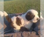Small Photo #4 Saint Bernard Puppy For Sale in SPENCERVILLE, IN, USA
