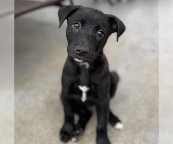 Medium Photo #3 Labrador Retriever-Unknown Mix Puppy For Sale in San Diego, CA, USA