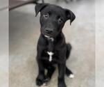 Small #2 Labrador Retriever Mix
